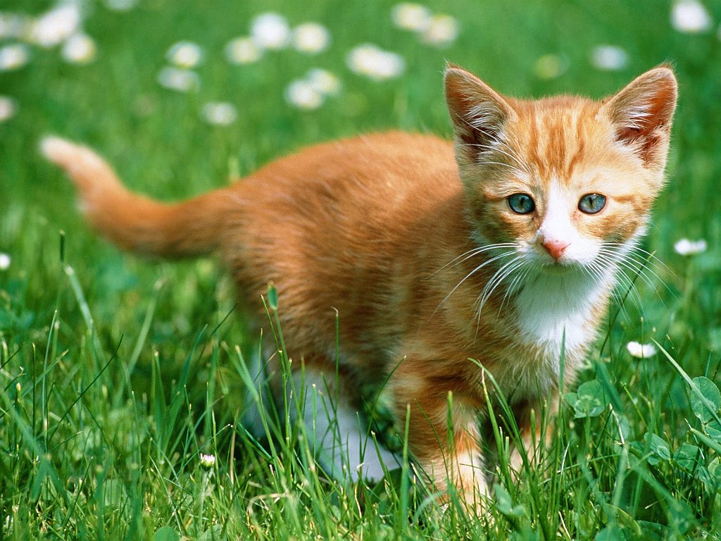 Exploring the Fields